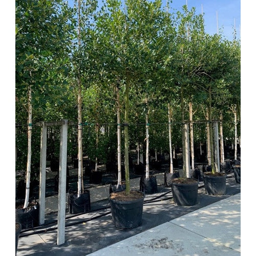 Järnek - Ilex 'Nellie R. Stevens' - Stammens omkrets 18-20 cm, höjd 4 +/- meter, HS, CONT